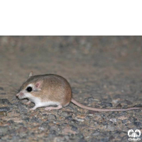 گونه جربیل بلوچی  Baluchistan Gerbil